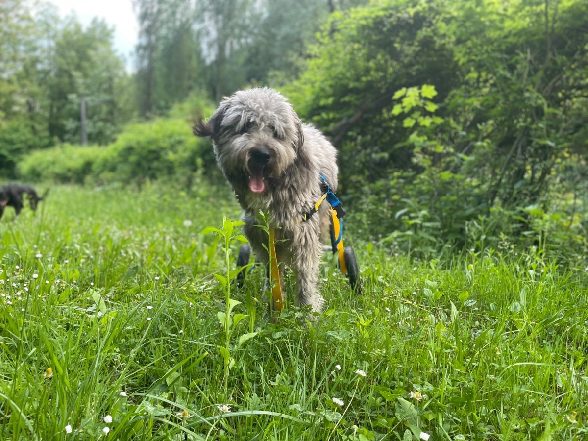 Raccolta fondi per&nbsp;LEO