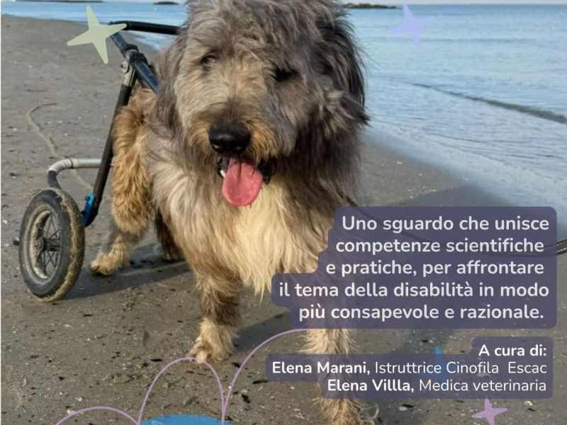 WEBINAR IL CANE DISABILE: ANDARE OLTRE I&nbsp;LIMITI